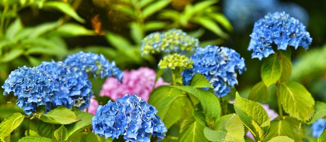 hydrangea