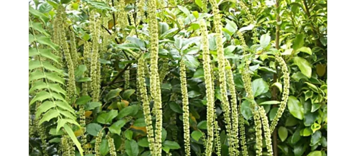 itea-ilicifolia