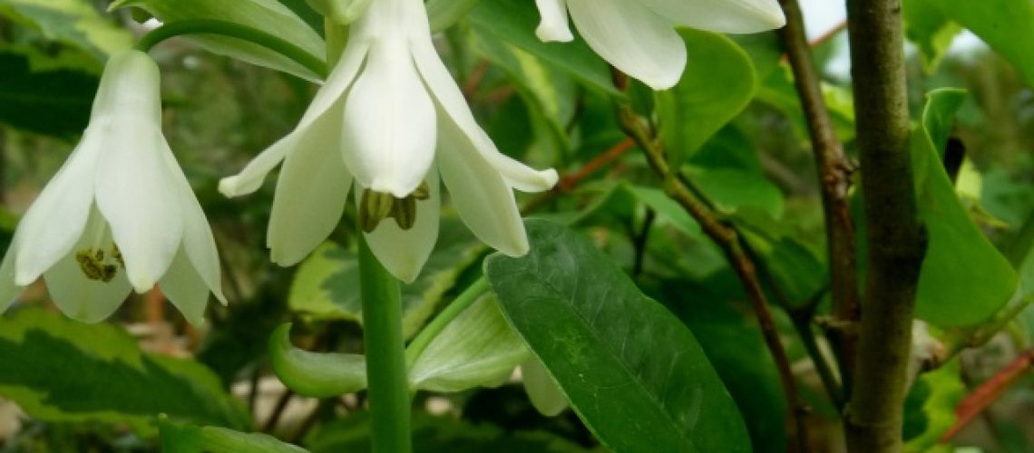 jacinthe du cap