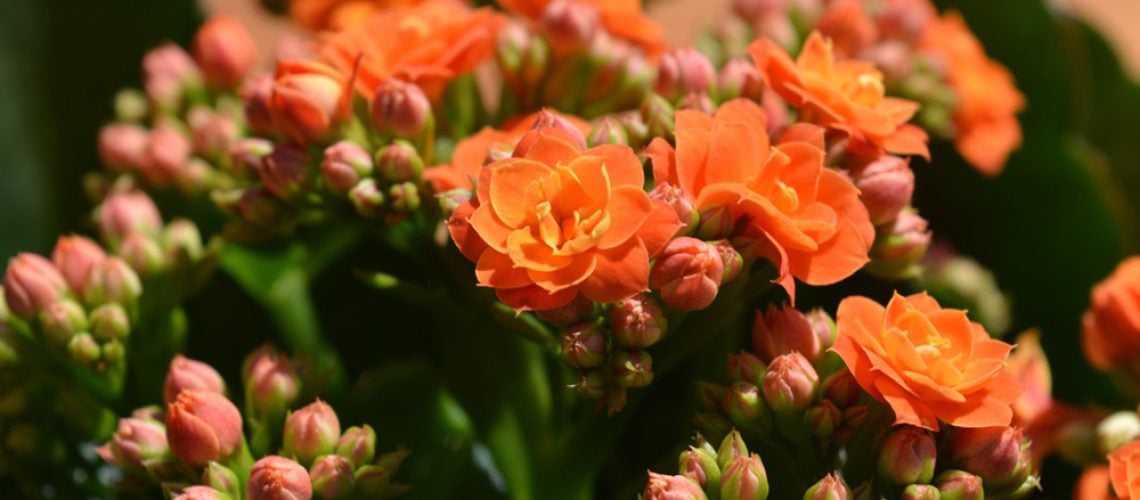 kalanchoé