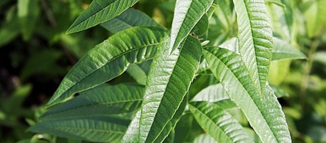 verveine citronnelle