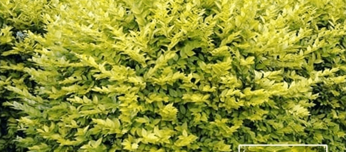 ligustrum ovalifolium