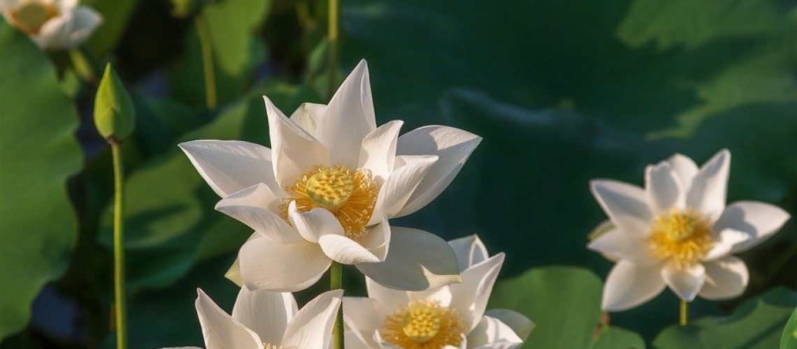 lotus