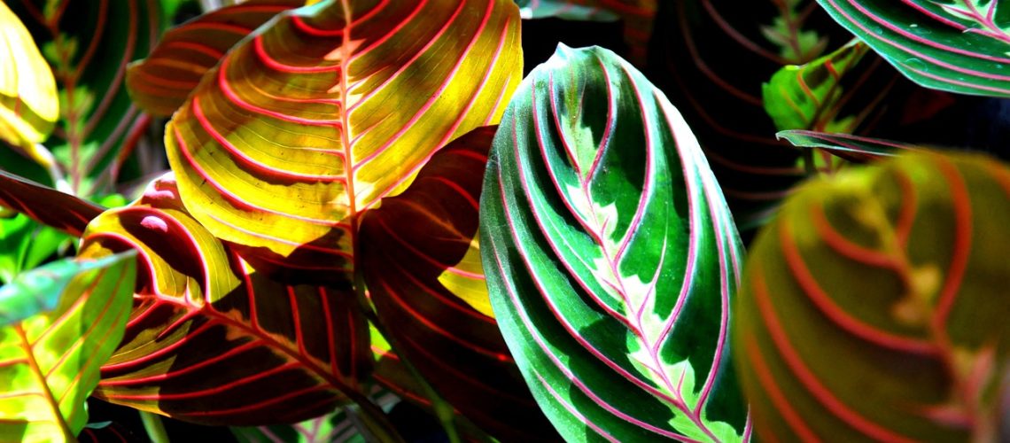 maranta