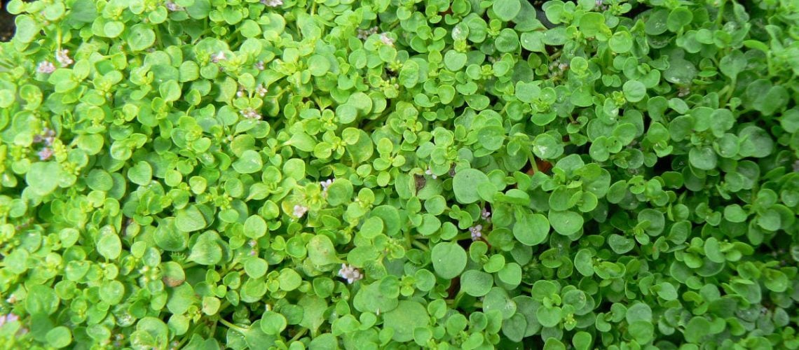 menthe-corse-1200-900
