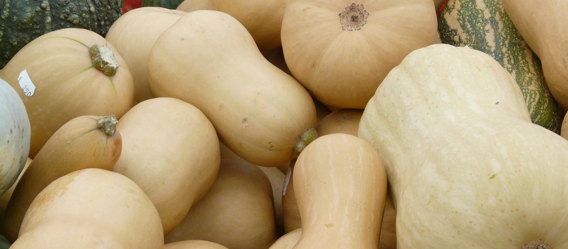 musk-pumpkins-61289_1280