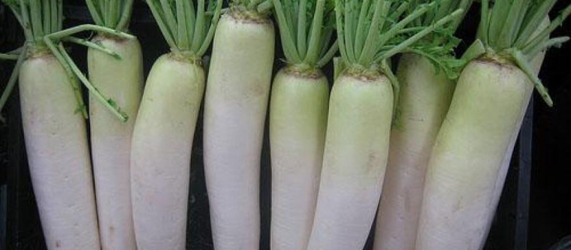 daikon