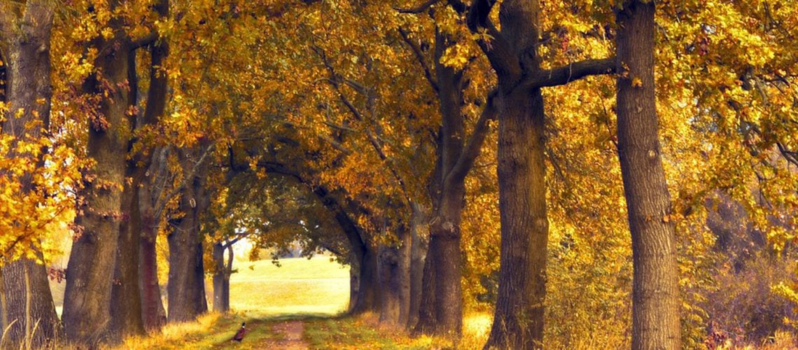 oak 6