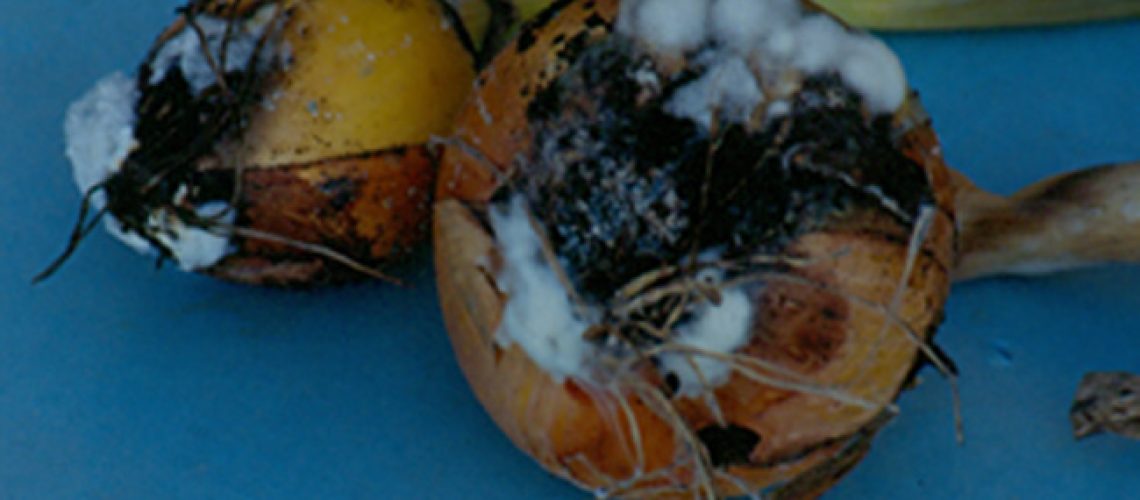 onion_white_root_2_zoom