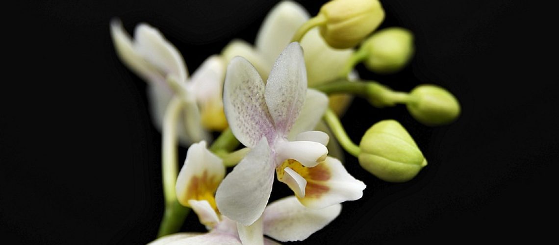 orchidée