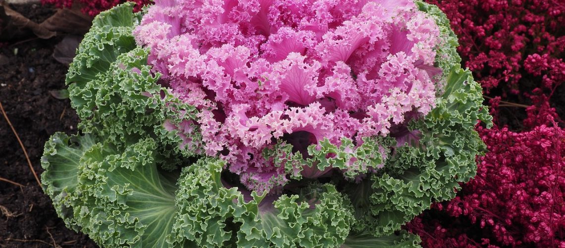 chou ornemental