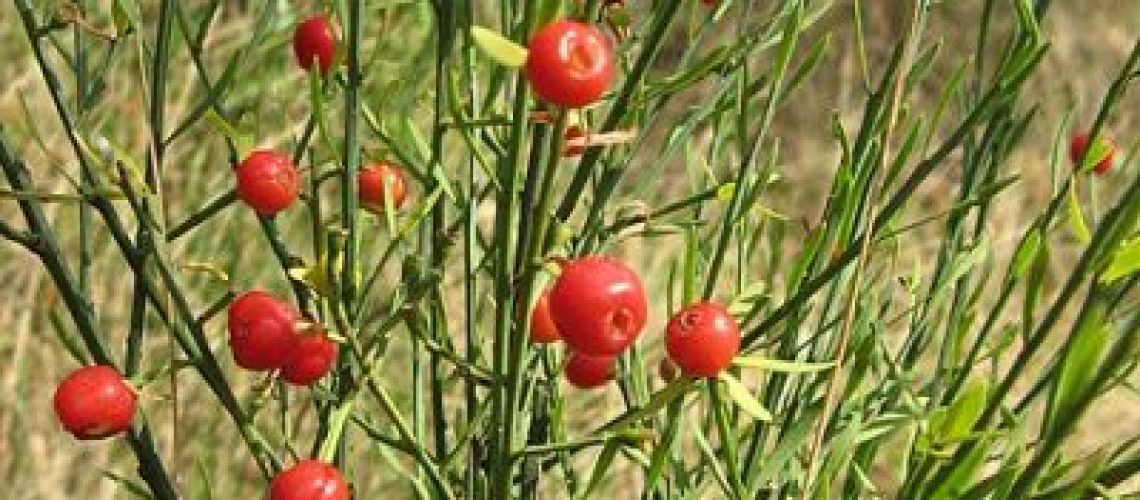 rouvet alba