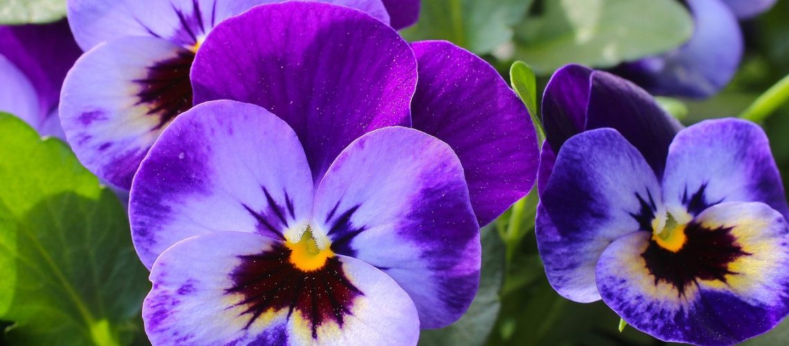 violette