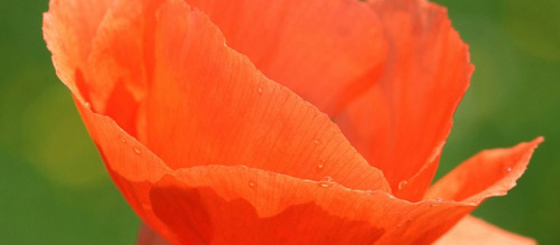 papaver