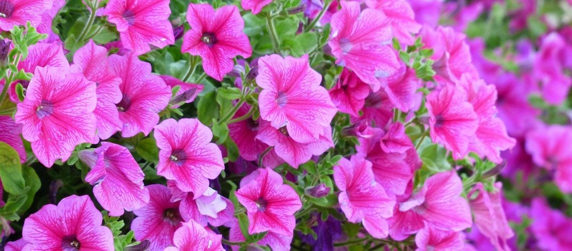 pétunia