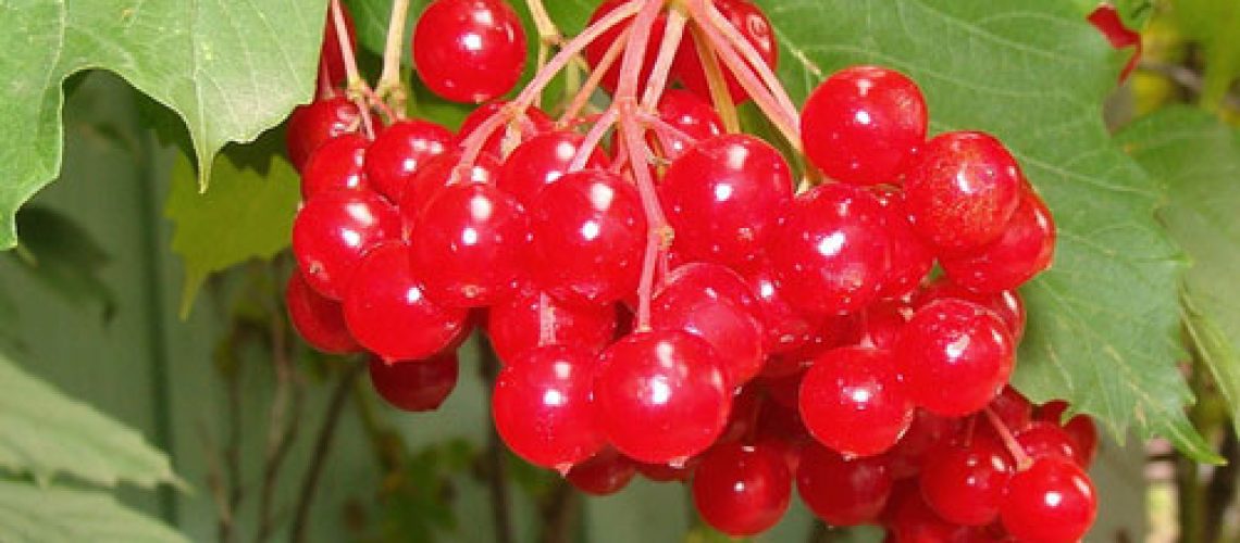 pimbina