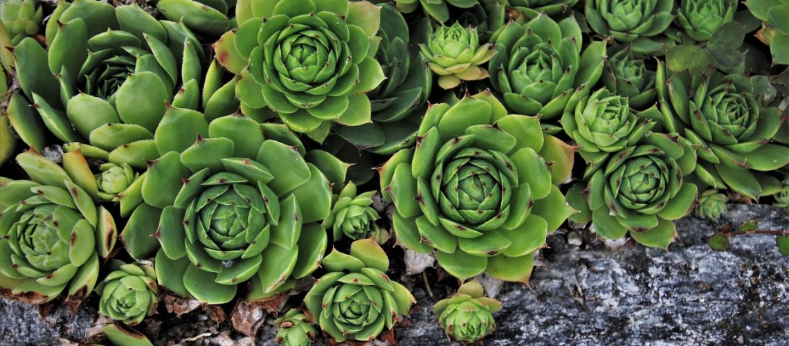 plants-5425642_1280