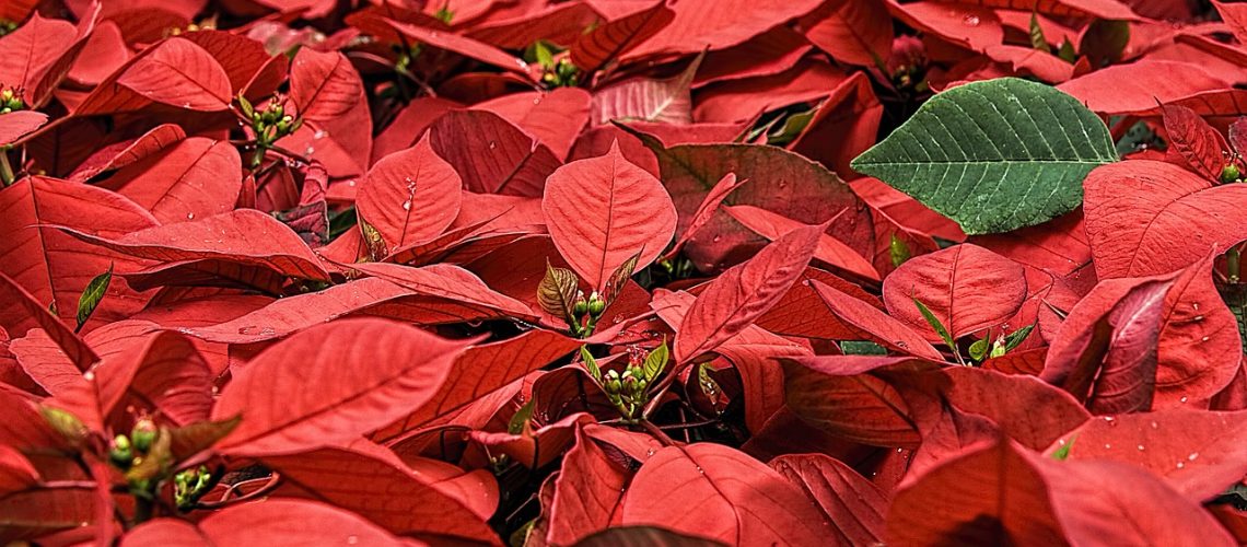 poinsettia