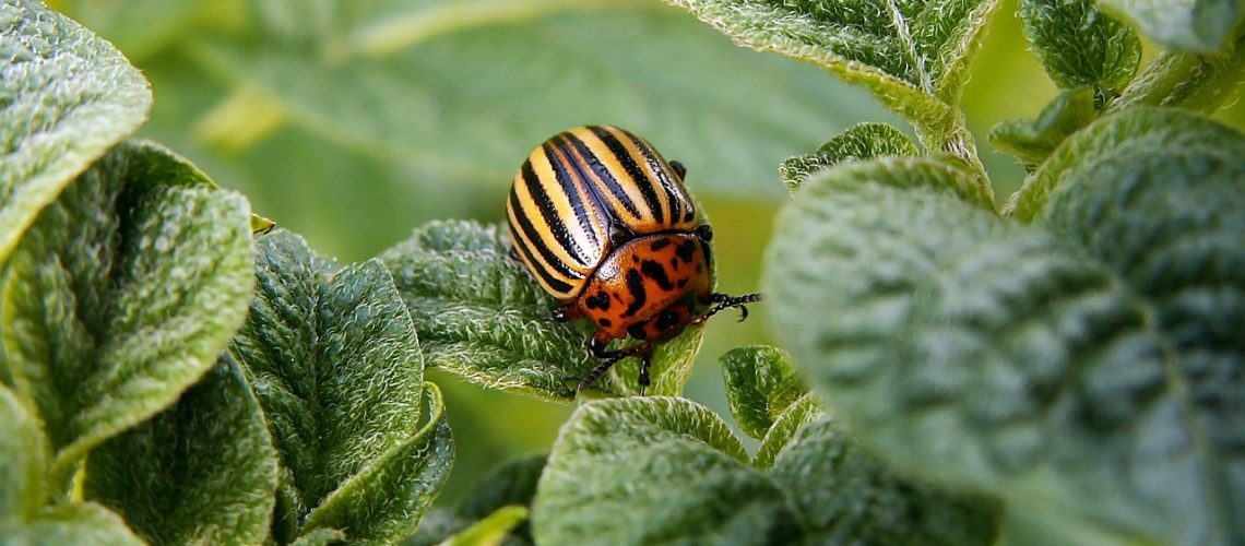 potato-beetle-582966_1280