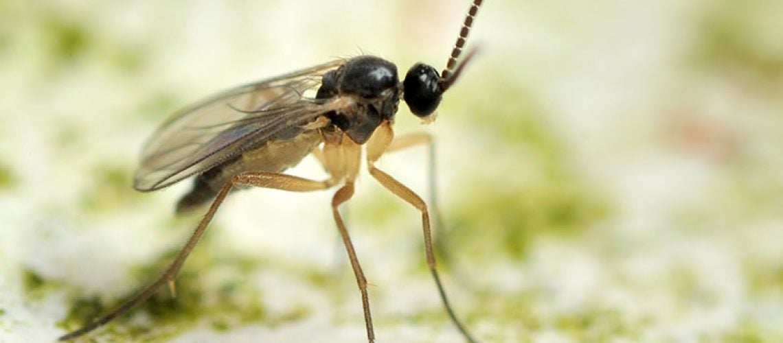 mouche