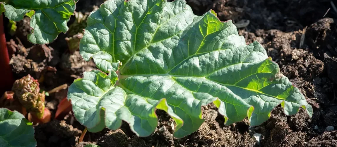 rhubarbe