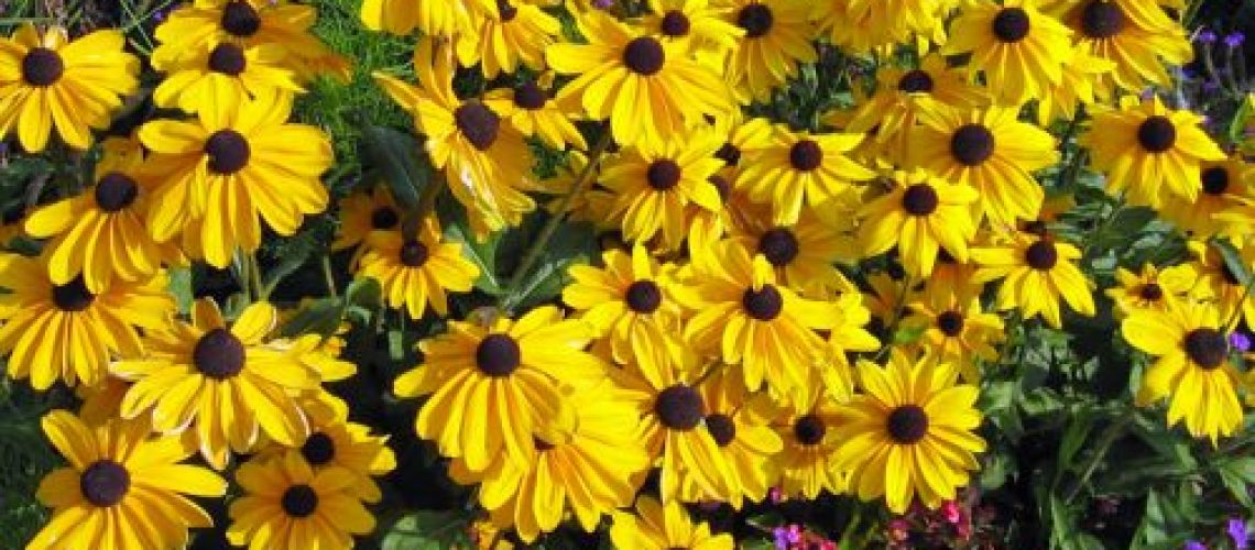 rudbeckia-500x375