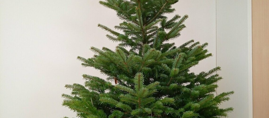 sapin pot