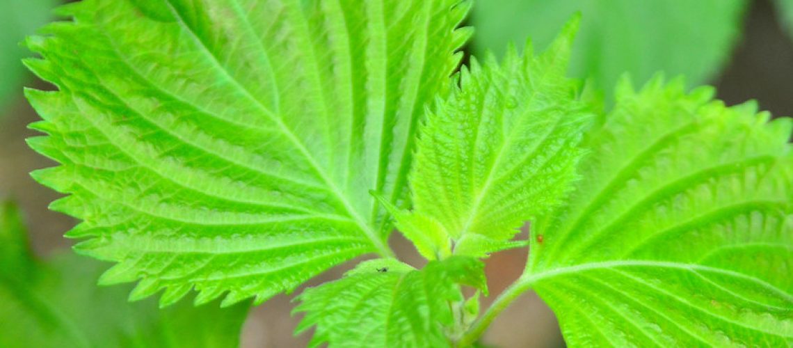 shiso feuille