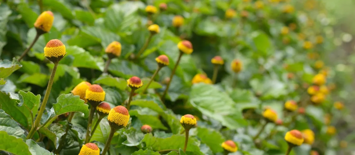spilanthes oleraceae