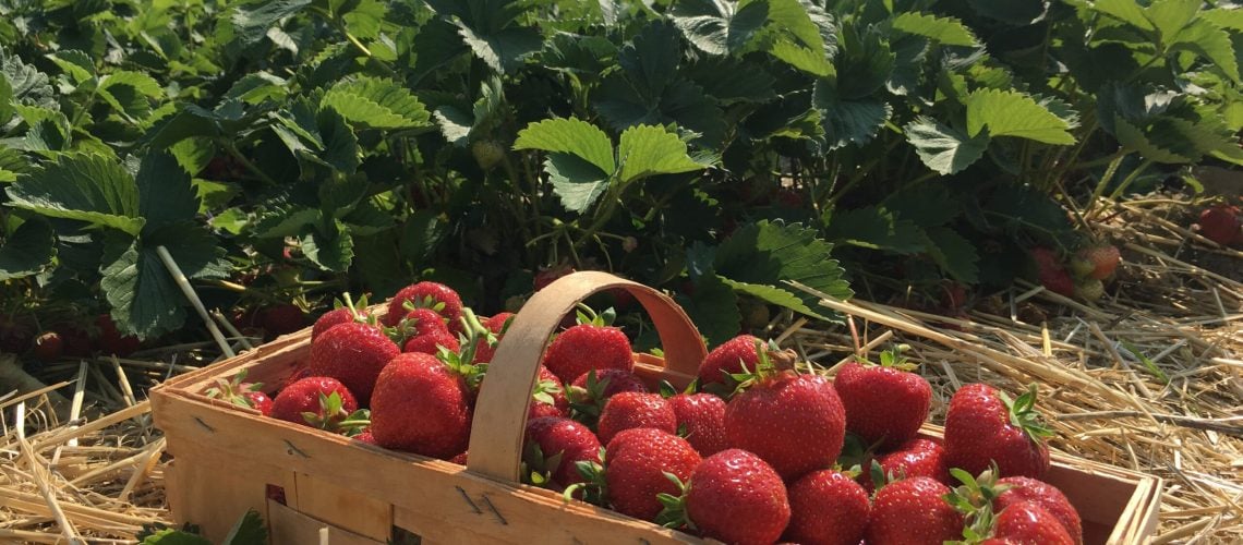 fraisier