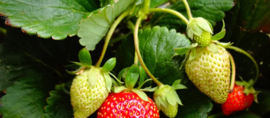 fraisier 1