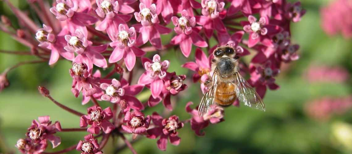 swamp-milkweed-2043928_1280