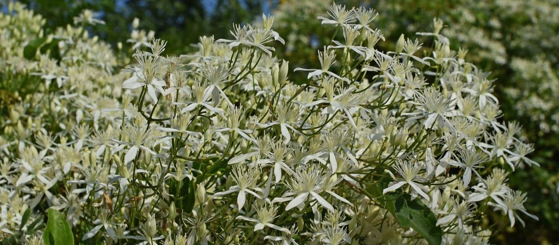 clematite