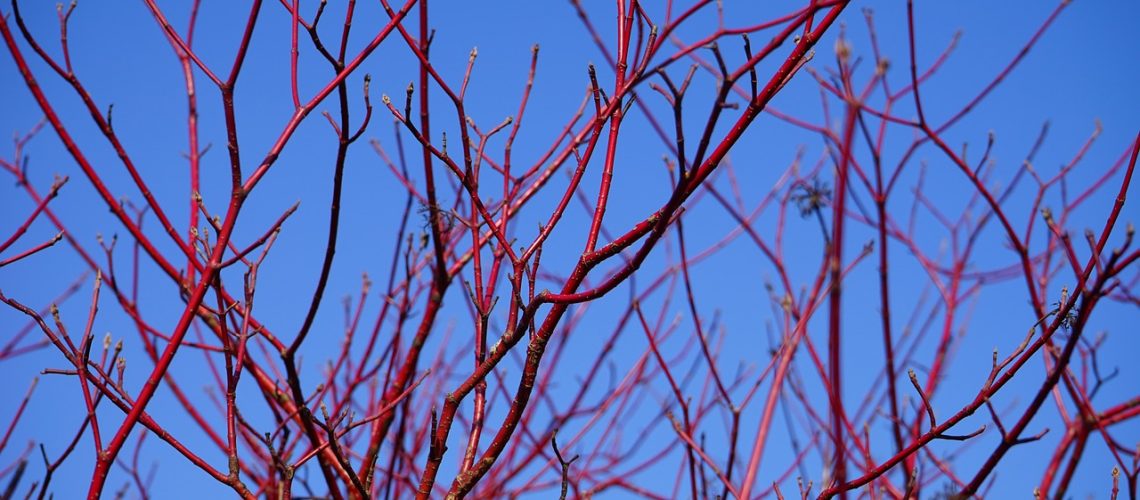 dogwood