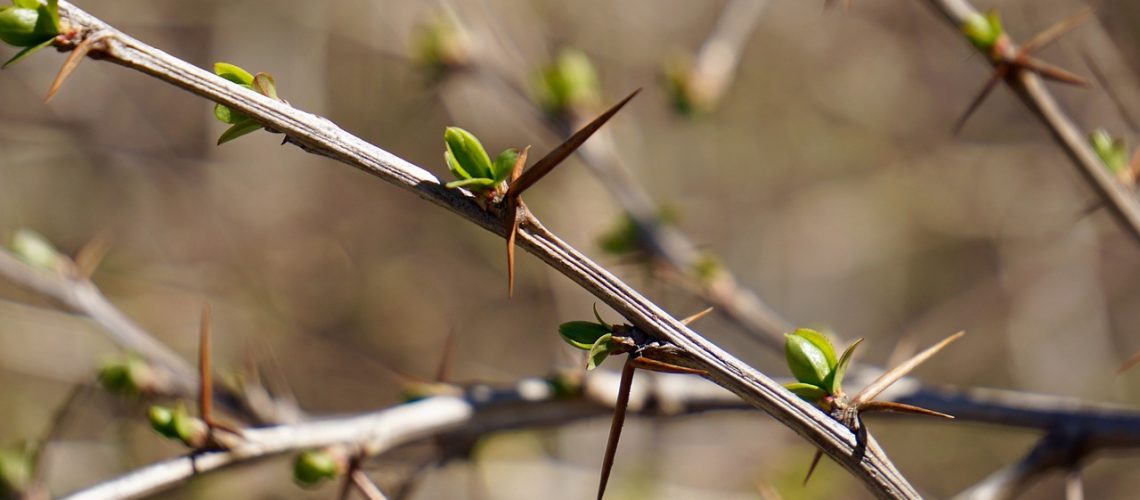 berberis