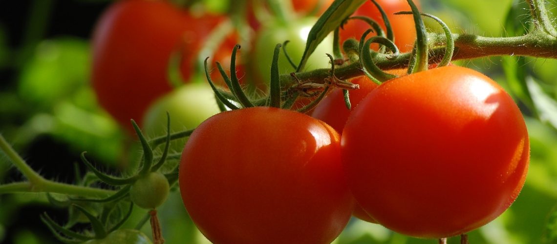 Tomate