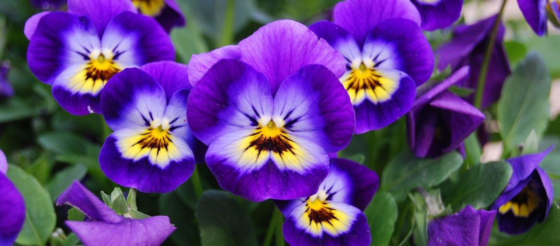 viola