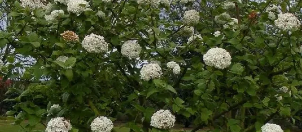 viorne-buckwood
