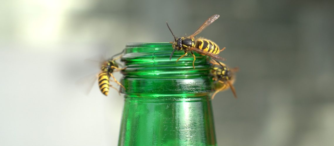 guêpe