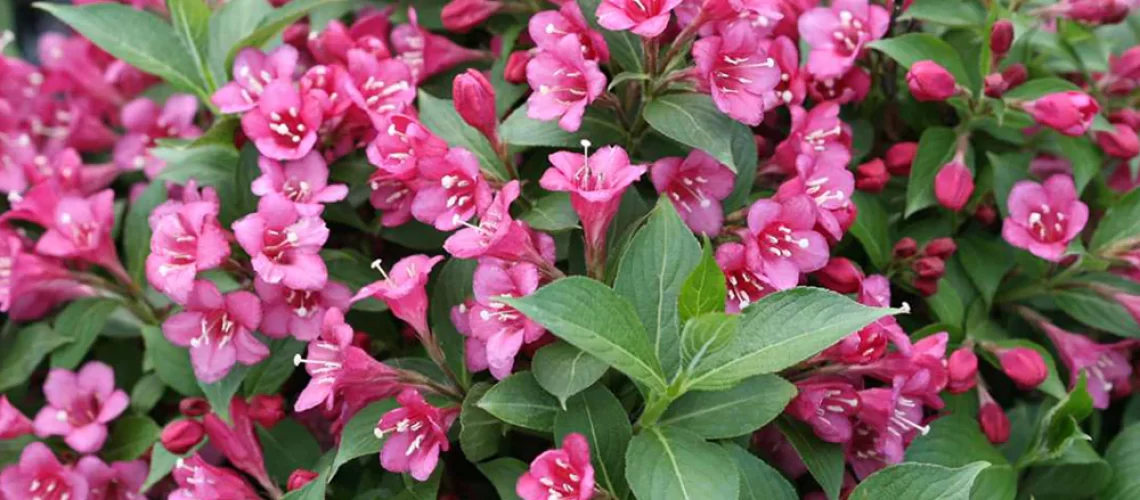 weigela florida