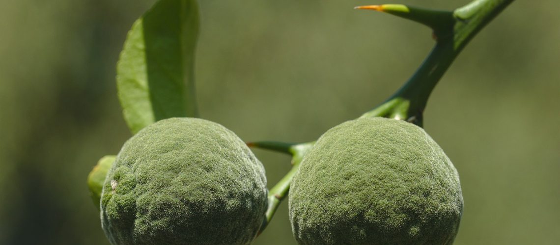 yuzu