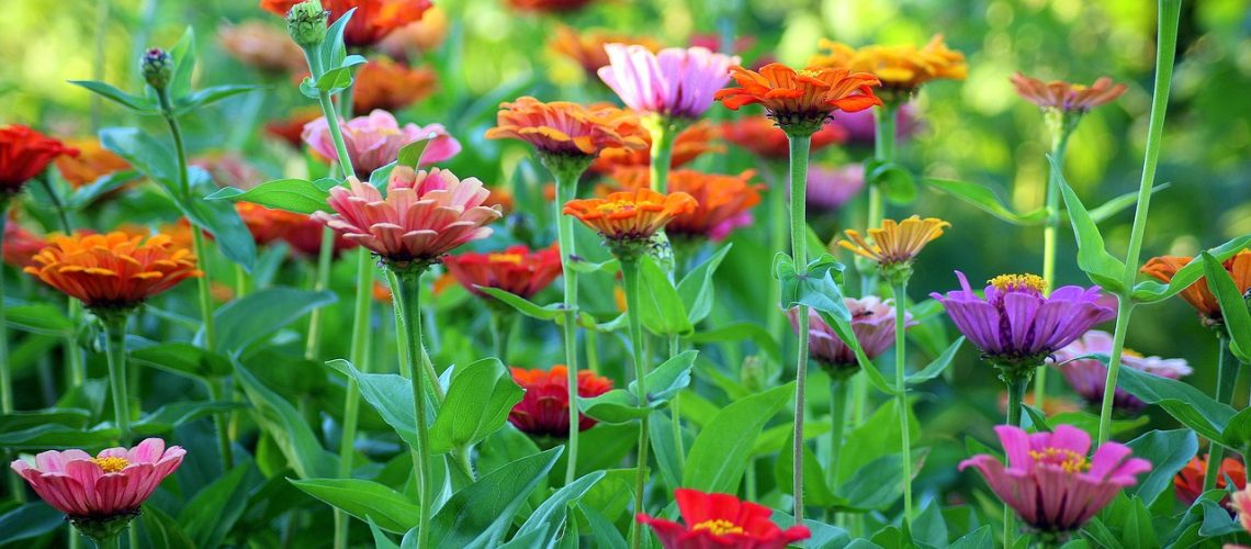 zinnia